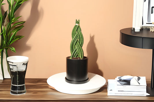 Braided Sansevieria Cylindrica Indoor Plant - 4-Inch Pot - Low Maintenance Houseplant - Air Purifying Snake Plant