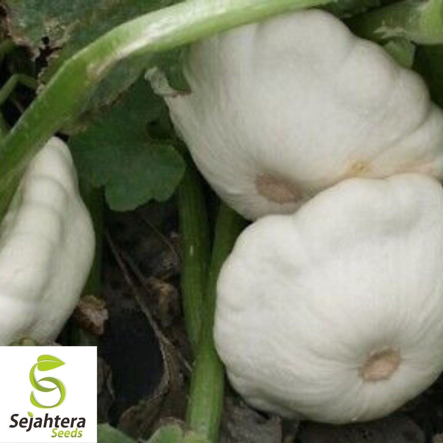 Squash Seeds 25+ | Early White Bush Scallop Patty Pan Summer NON-GMO USA