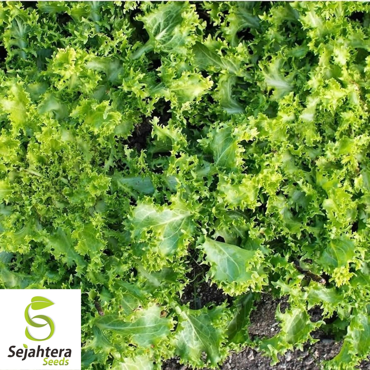 Green Curled Ruffec Endive Seeds 500+ | NON-GMO Vegetable Garden USA