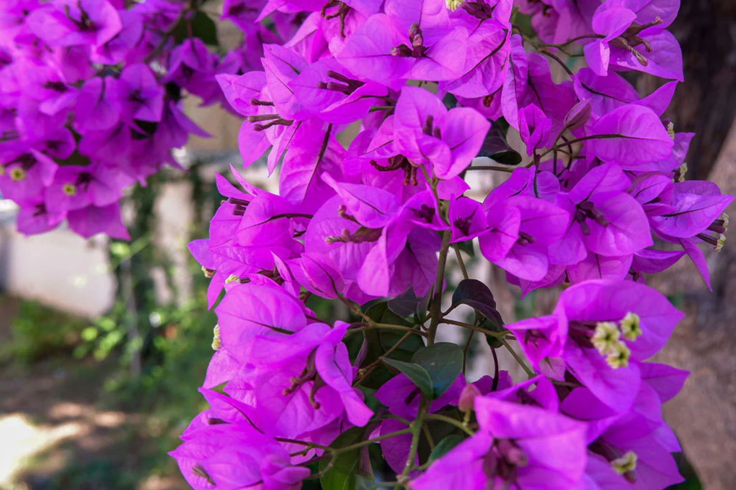 Purple Majesty Bougainvillea | Small Well-Rooted Starter Plant