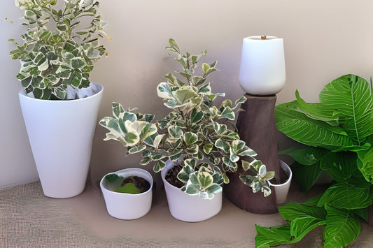 Ficus Triangularis Variegata 6" Pot - Variegated Rubber Tree Plant - Ficus triangularis