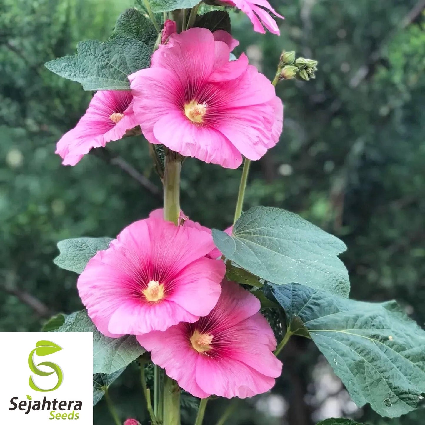 Hollyhock Flower Seeds 35+ | Alcea rosea Perennial Heirloom Garden USA