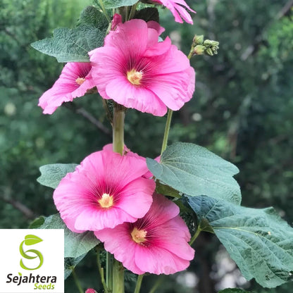 Hollyhock Flower Seeds 35+ | Alcea rosea Perennial Heirloom Garden USA