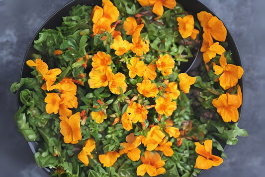 Portulaca Plant 6in Pot - Yellow Moss Rose, Drought-Tolerant Succulent, Portulaca oleracea, Colorful Ground Cover