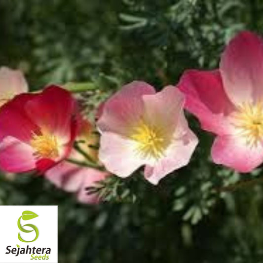 Carmine King California Poppy Seeds 250+ | Eschscholzia californica Flower