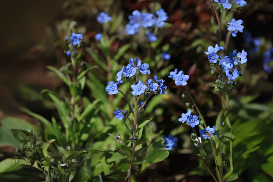 Chinese Hounds Tongue Forget-me-not (Cynoglossum amabile 'Firmament')