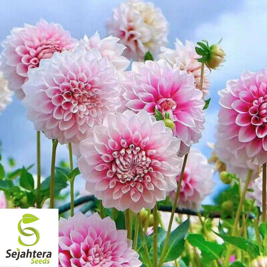 100+ Peppermint Stick Zinnia Seeds - Zinnia Elegans, Striped Annual Blooms