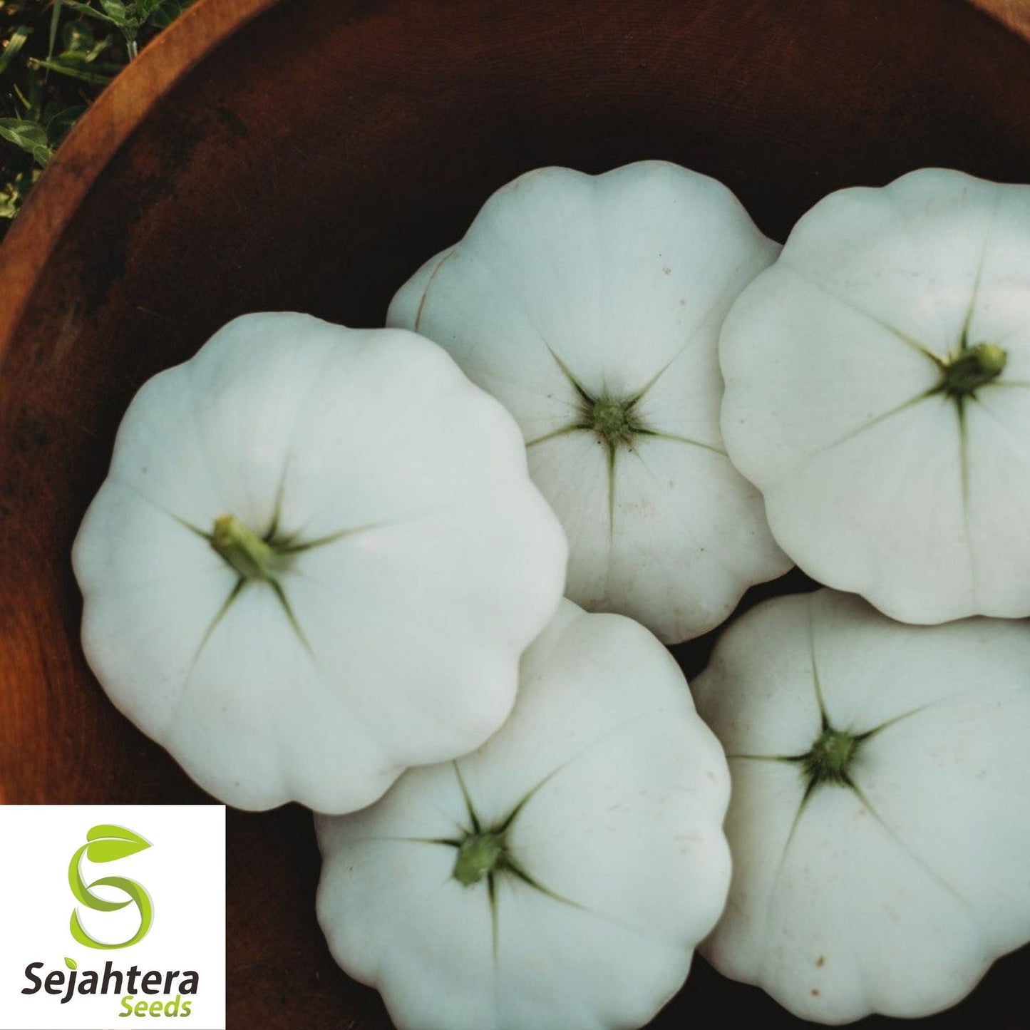 Squash Seeds 25+ | Early White Bush Scallop Patty Pan Summer NON-GMO USA