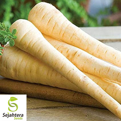 Parsnip Hollow Crown Seeds 200+ | Heirloom Vegetable Garden NON-GMO USA