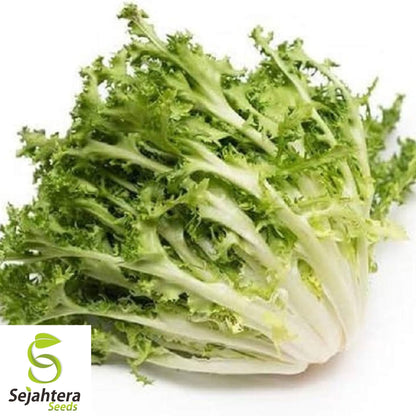 Green Curled Ruffec Endive Seeds 500+ | NON-GMO Vegetable Garden USA
