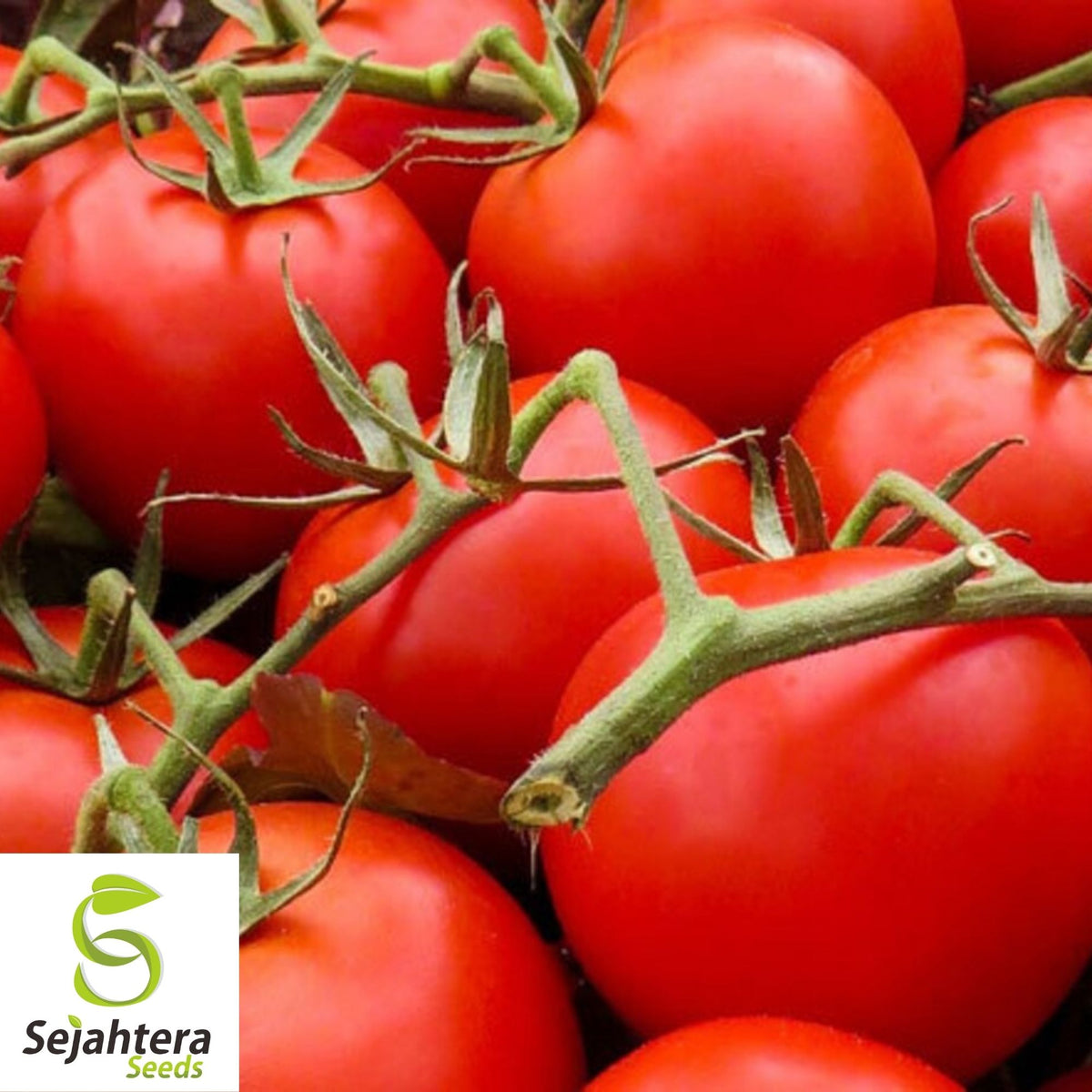 Large Red Cherry Tomato Seeds 100 Ct | Heirloom Vegetable NON-GMO USA