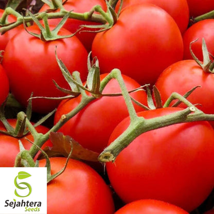 Large Red Cherry Tomato Seeds 100 Ct | Heirloom Vegetable NON-GMO USA
