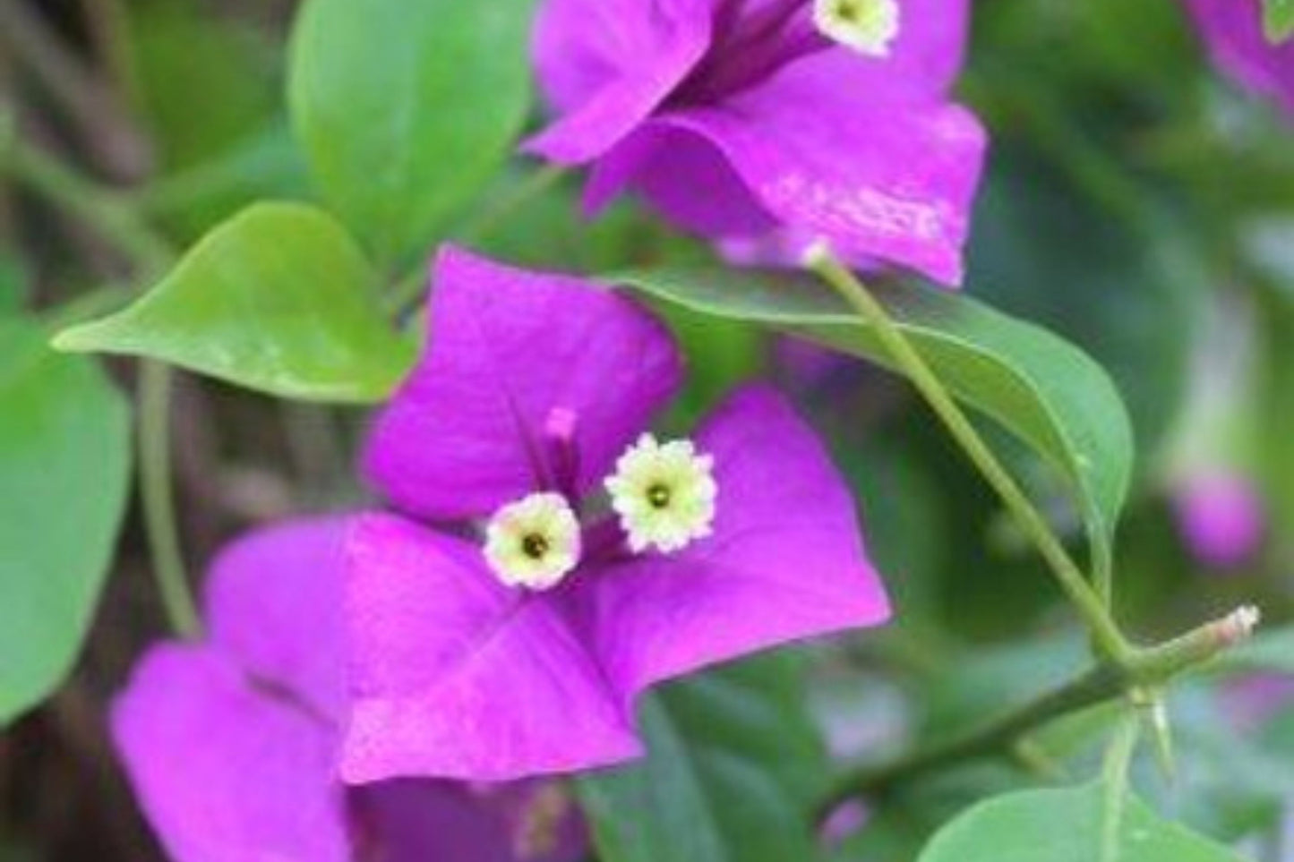 Purple Majesty Bougainvillea | Small Well-Rooted Starter Plant