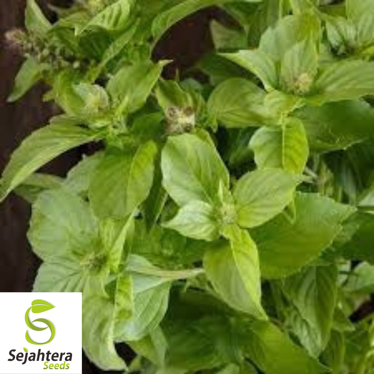 Lemon Basil Seeds - 500+ Organic Heirloom Herb - Non-GMO - Citrusy & Fragrant