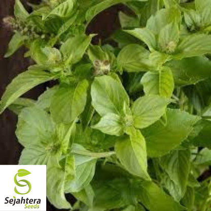 Lemon Basil Seeds - 500+ Organic Heirloom Herb - Non-GMO - Citrusy & Fragrant