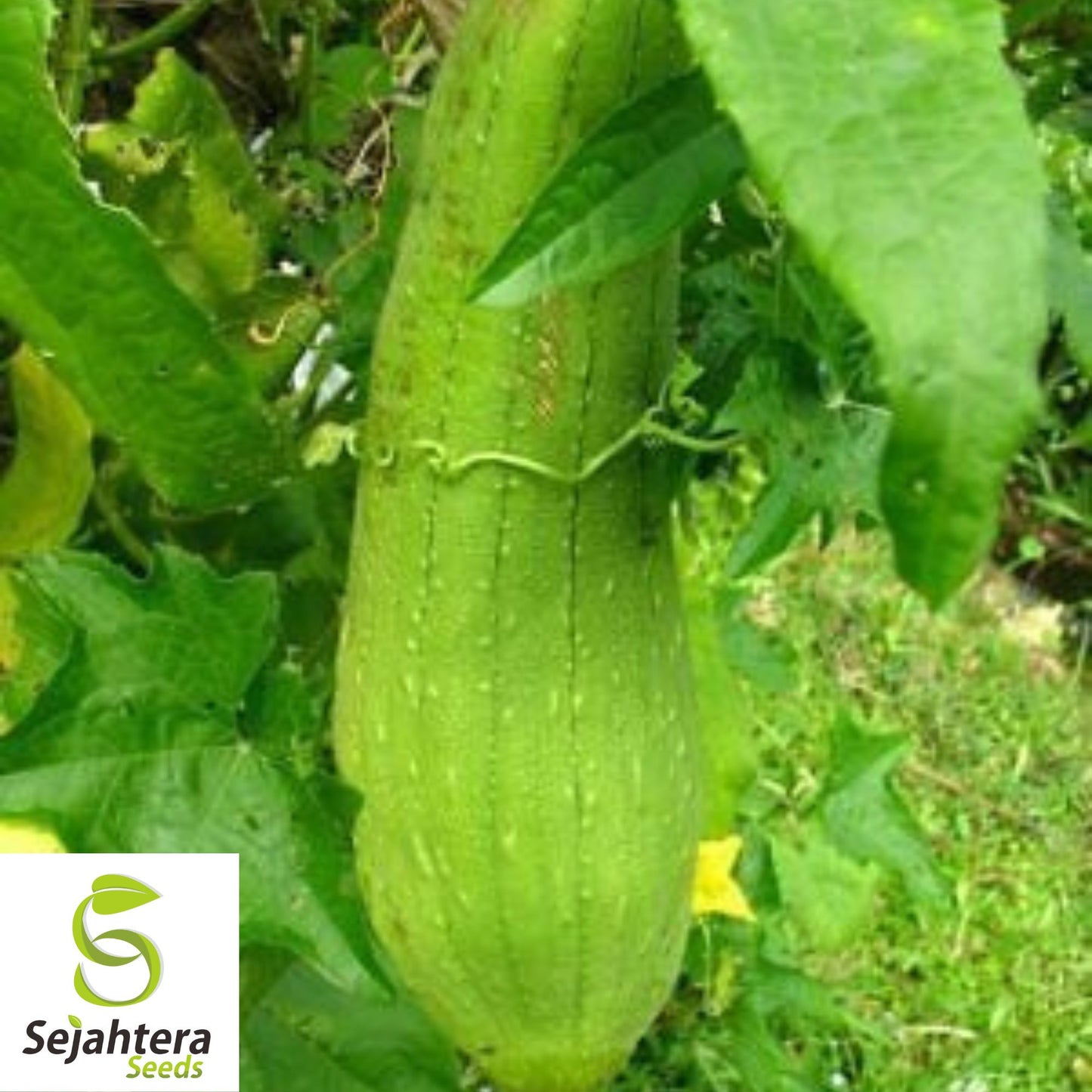 10 Luffa Gourd Seeds - Heirloom, Non-GMO, Grow Natural Sponges & Vegetables