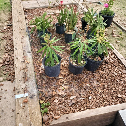 Chandigarh Mango Tree – Mangifera indica Grafted Dwarf Tree | 3-Gallon Pot | Rare Variety  Limited Availability | Compact Growth | Collector’s Mango