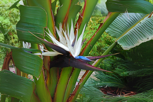 Strelitzia nicolai ‘White Bird’ in 9" Pot - Giant White Bird of Paradise Plant for Indoor & Outdoor Spaces