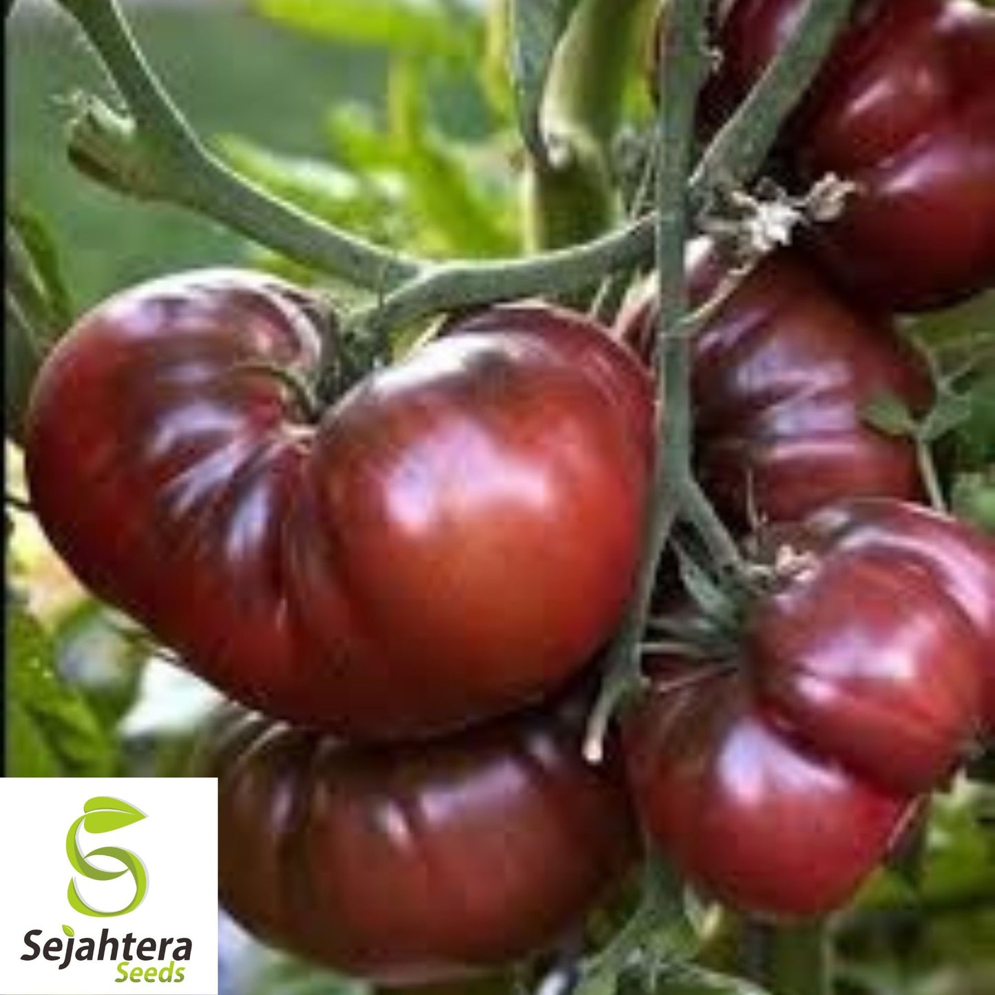 Black Brandywine Tomato Seeds - 10+ Heirloom, Organic, Non-GMO & Fresh