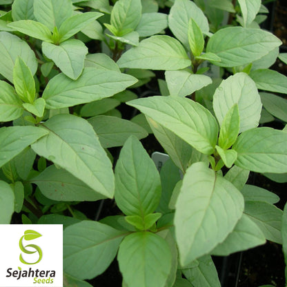 Lemon Basil Seeds - 500+ Organic Heirloom Herb - Non-GMO - Citrusy & Fragrant