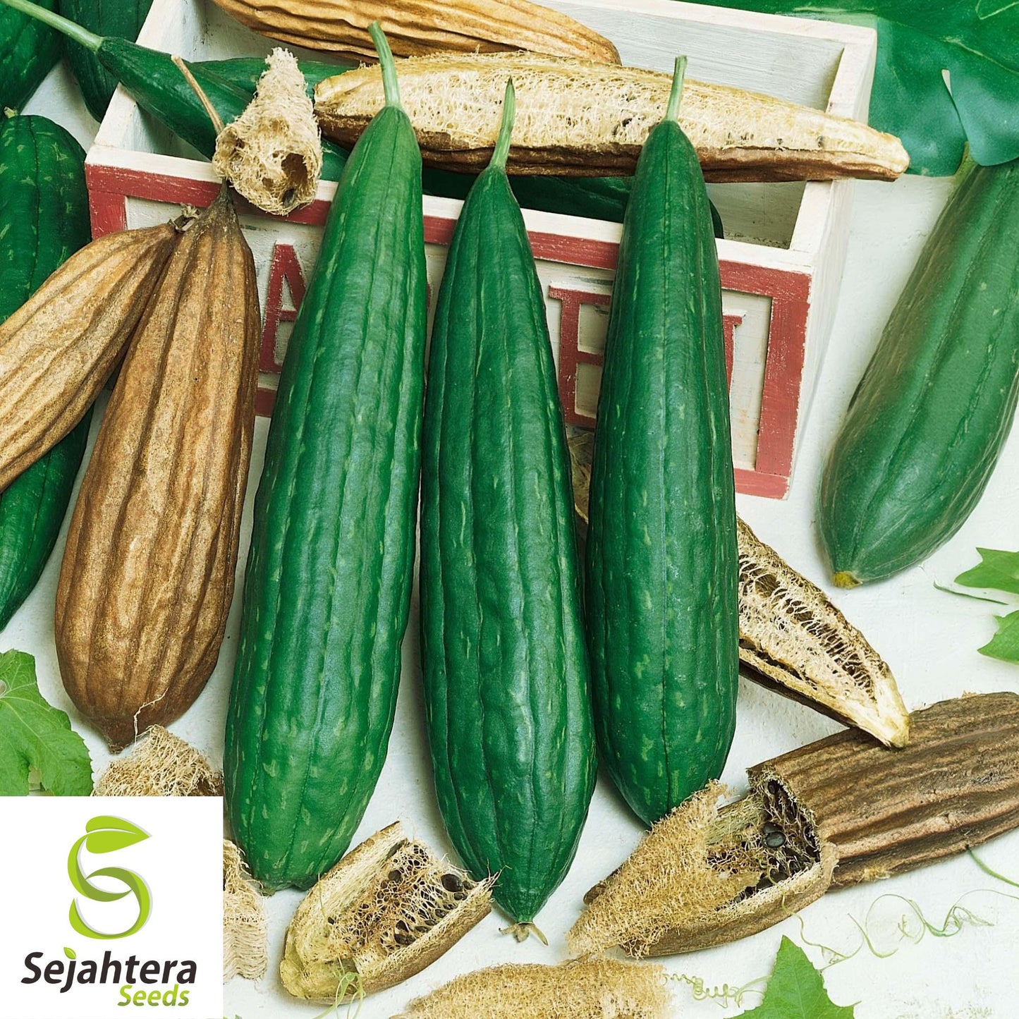 10 Luffa Gourd Seeds - Heirloom, Non-GMO, Grow Natural Sponges & Vegetables