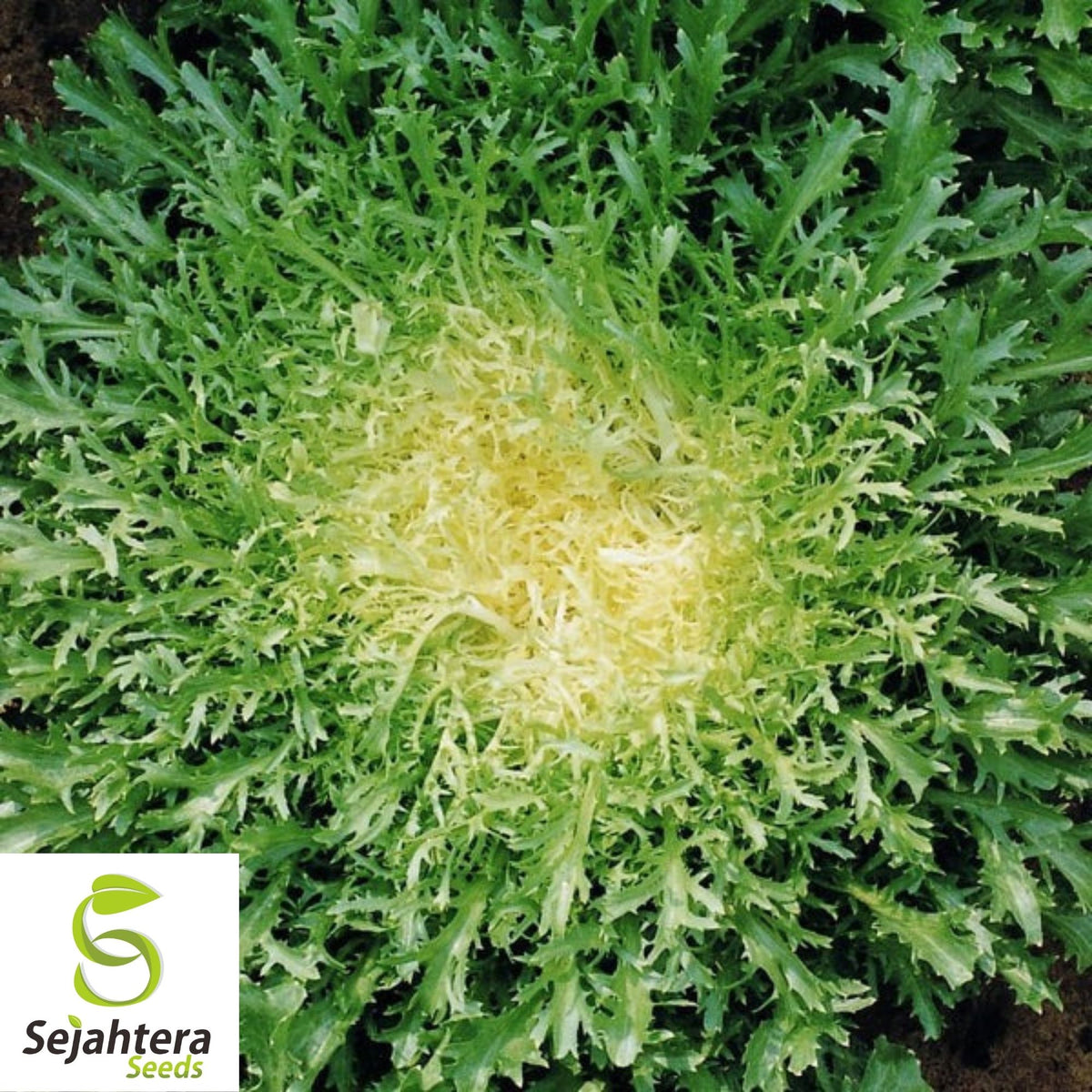 Green Curled Ruffec Endive Seeds 500+ | NON-GMO Vegetable Garden USA