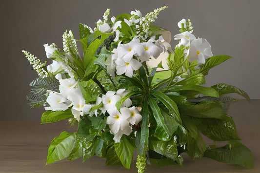 Plumeria Pudica Live Plant 6" Pot Ramo de Novia White Frangipani, Bridal Bouquet, Plumeria pudica - Tropical Ornamental Shrub