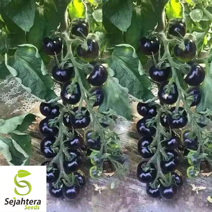 European Black Cherry Tomato Seeds - 30+ Heirloom, Sweet, Non-GMO & Rare