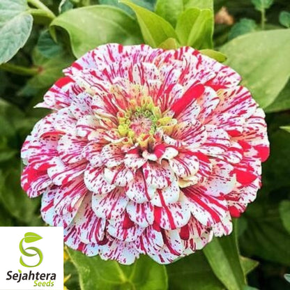 100+ Peppermint Stick Zinnia Seeds - Zinnia Elegans, Striped Annual Blooms