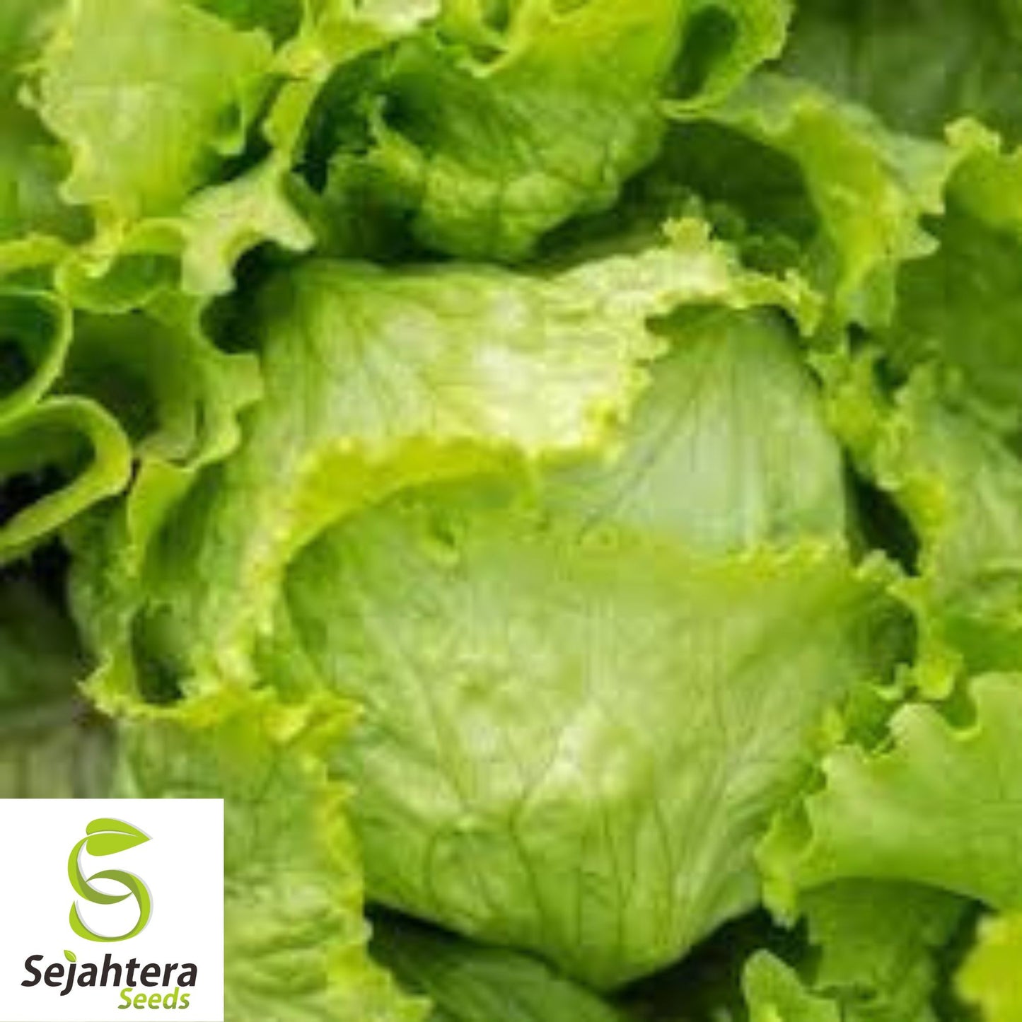 Iceberg Lettuce Seeds 600+ | Crisphead Heirloom NON-GMO Vegetable Garden USA