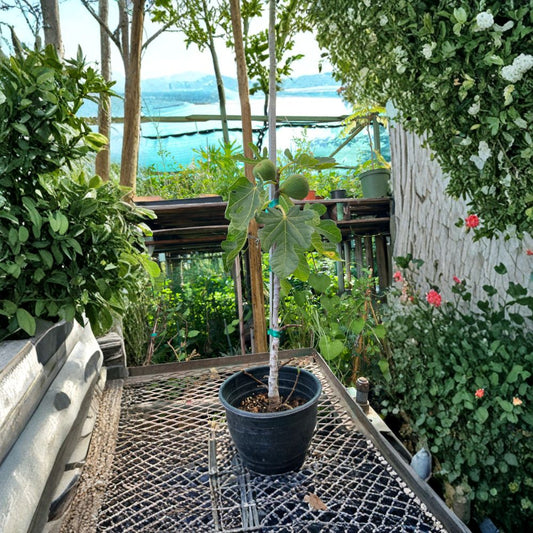 Fig ‘Brown Turkey’ Live Fruit Plant | 1–2 Feet Tall | Shipped in 6 Inch Pot  Large Sweet Figs | Coastal Friendly Variety | Reliable Producer