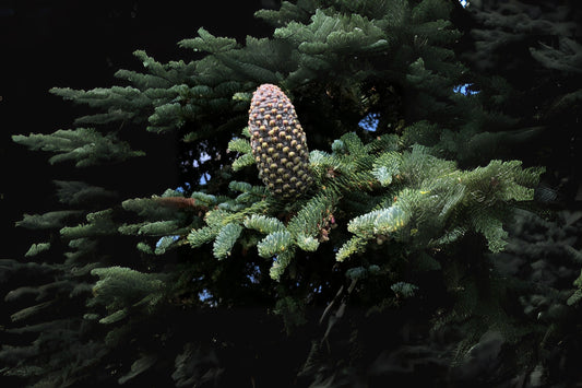 Shasta Red Fir (Abies magnifica var. shastensis)