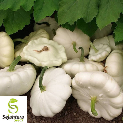 Squash Seeds 25+ | Early White Bush Scallop Patty Pan Summer NON-GMO USA