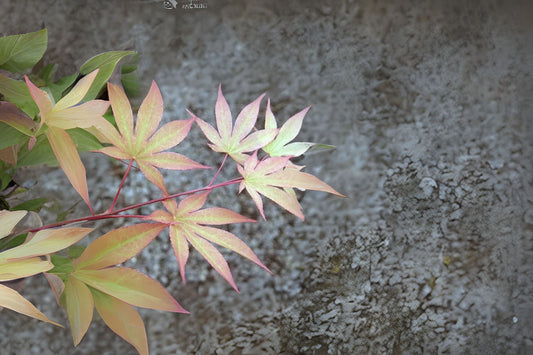 Omato Maple (Acer palmatum ssp. amoenum 'Omato' dry seed)