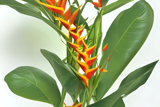 Orange Heliconia Rhizomes - 3 Pack, Exotic Flowers, Birds of Paradise, Heliconia spp. - Ships Free with Purchase Offer