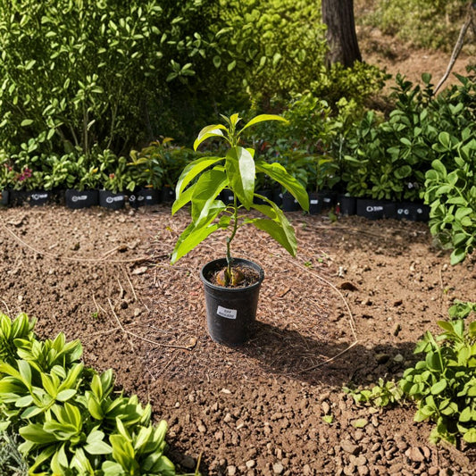 Day Avocado Tree – Persea americana Grafted Live Tree | 2–4 Feet Tall  Cold Hardy Avocado | Early Summer Harvest | Excellent Home Orchard Variety