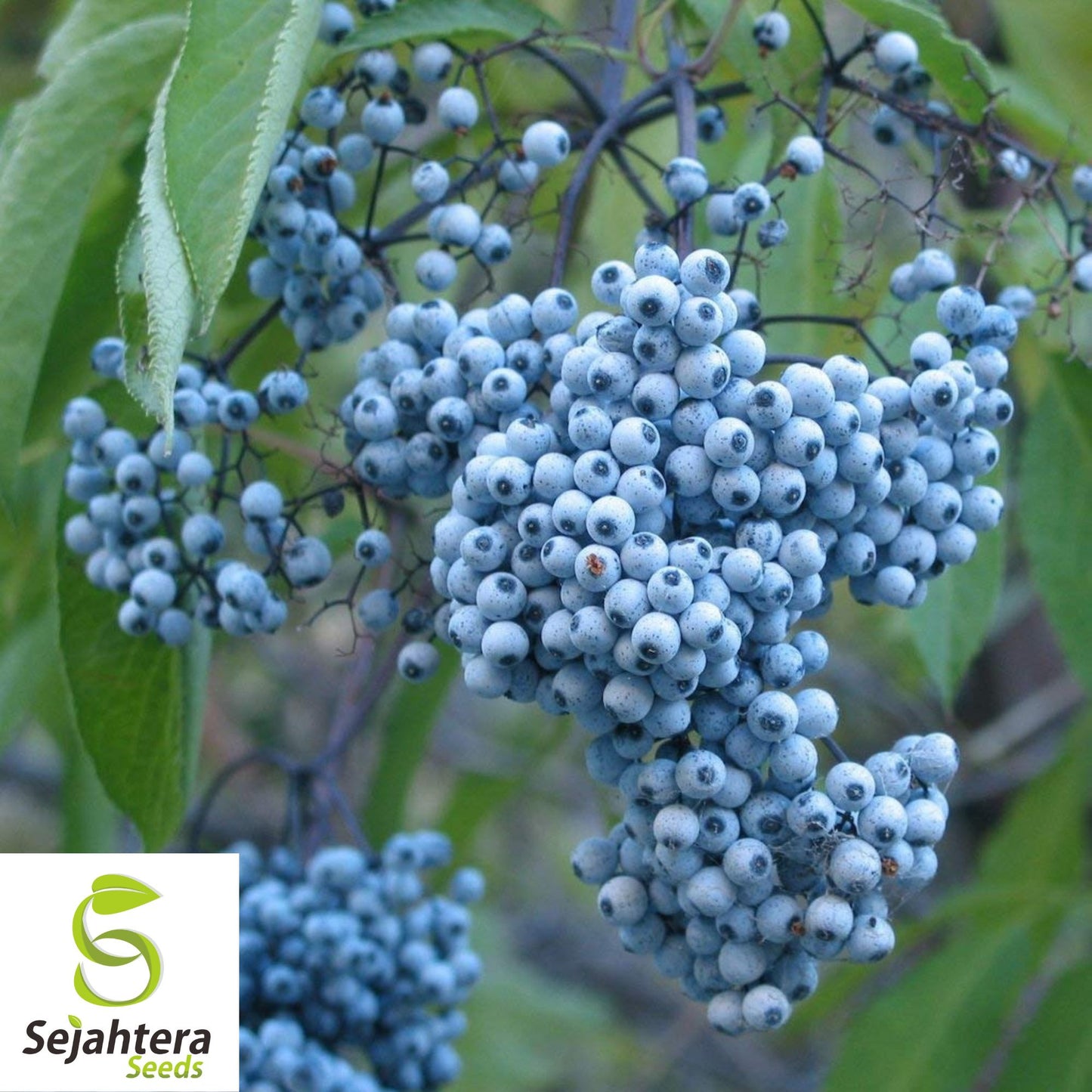 150 Blue Elderberry Seeds {Sambucus caerulea} | Edible Fruit