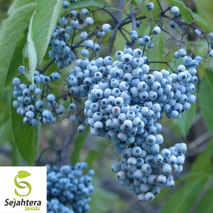 150 Blue Elderberry Seeds {Sambucus caerulea} | Edible Fruit