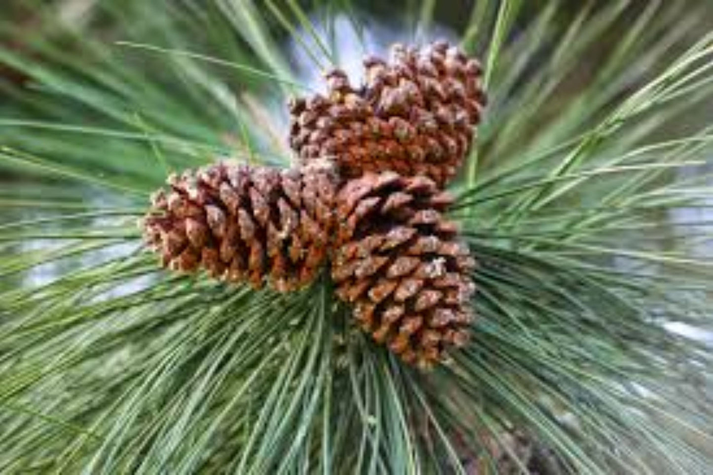 North Plateau Ponderosa Pine Western Yellow Pine (Pinus ponderosa ssp. Ponderosa)