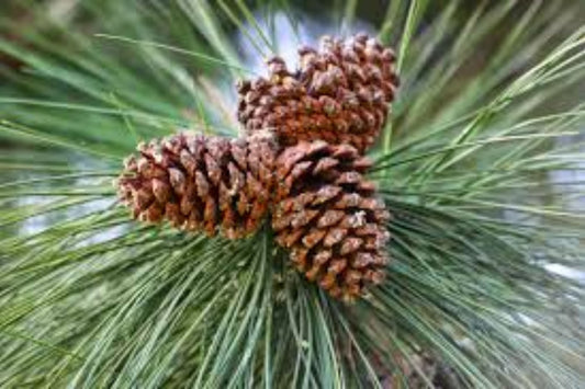 North Plateau Ponderosa Pine Western Yellow Pine (Pinus ponderosa ssp. Ponderosa)