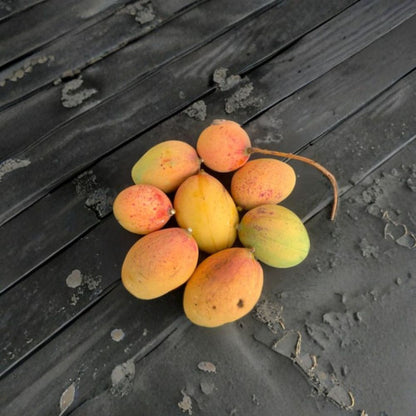 Kesar Mango Tree – Mangifera indica Grafted Live Tree | 2–4 Feet Tall | Ships in Plastic Container  Indian “Queen of Mangoes” | Extremely Sweet | Premium Variety