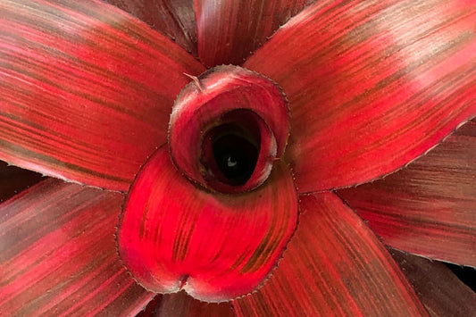 Bromeliad Plant 6" Neoregelia Malbec in Pot - Tropical Indoor Houseplant for Home Decor - Live Plant Delivery