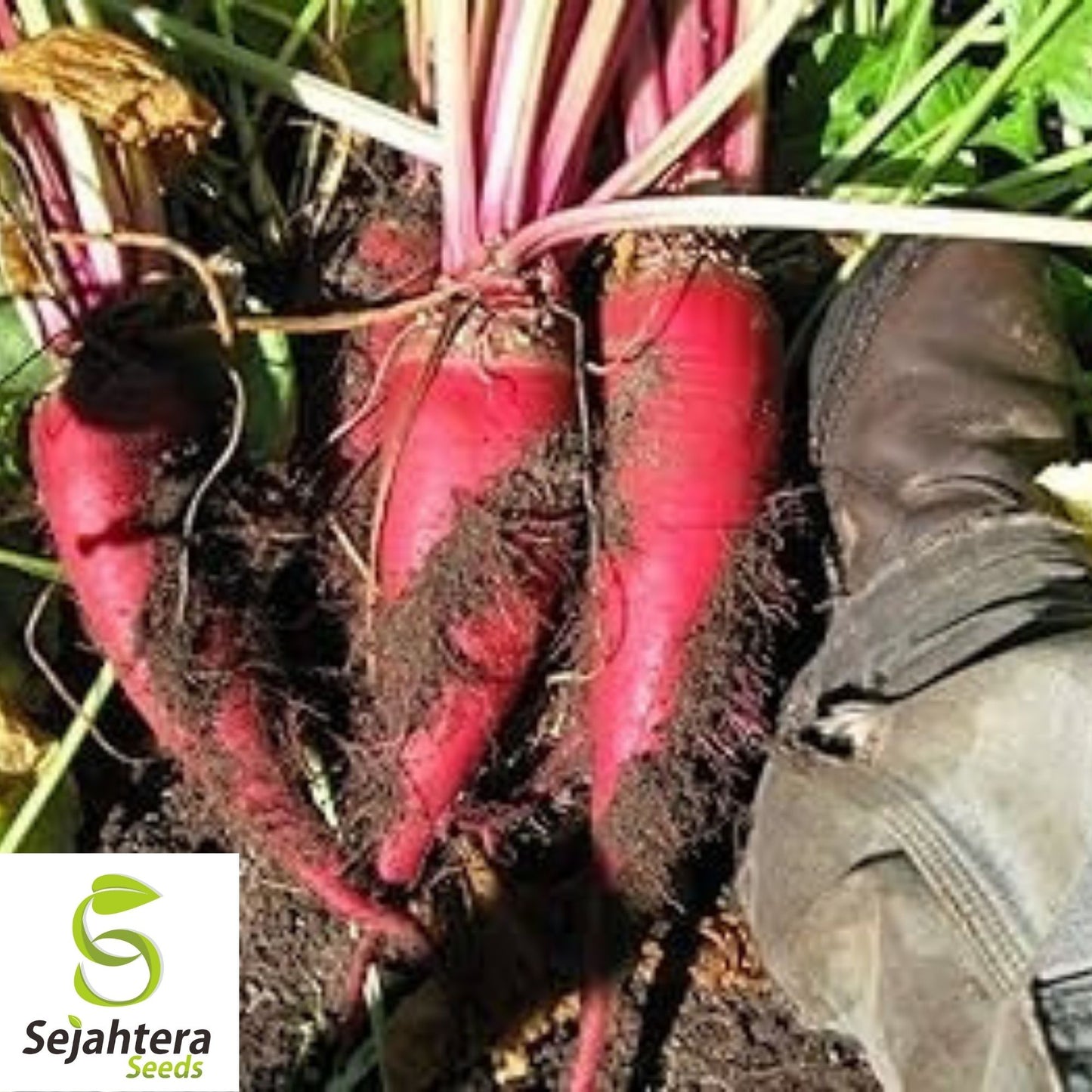 Mangel Beet Seeds 100 Ct | Red Mammoth Heirloom Vegetable NON-GMO USA
