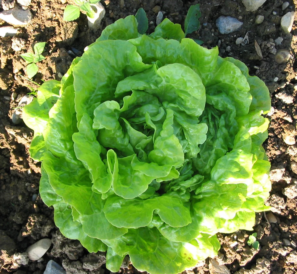 Tom Thumb Butterhead Lettuce 700 Seeds For Planting