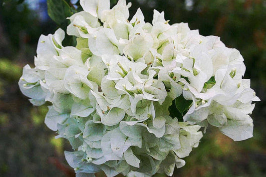 Vera White Bougainvillea | Small Well-Rooted Starter Plant