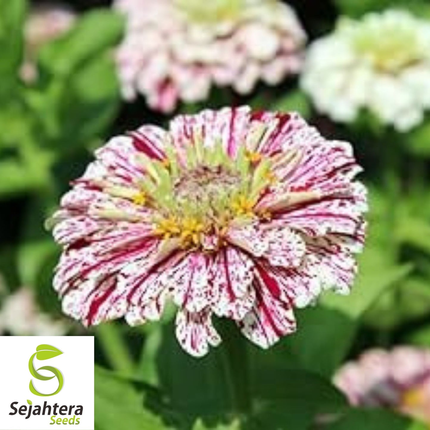 100+ Peppermint Stick Zinnia Seeds - Zinnia Elegans, Striped Annual Blooms
