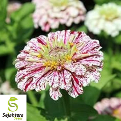 100+ Peppermint Stick Zinnia Seeds - Zinnia Elegans, Striped Annual Blooms