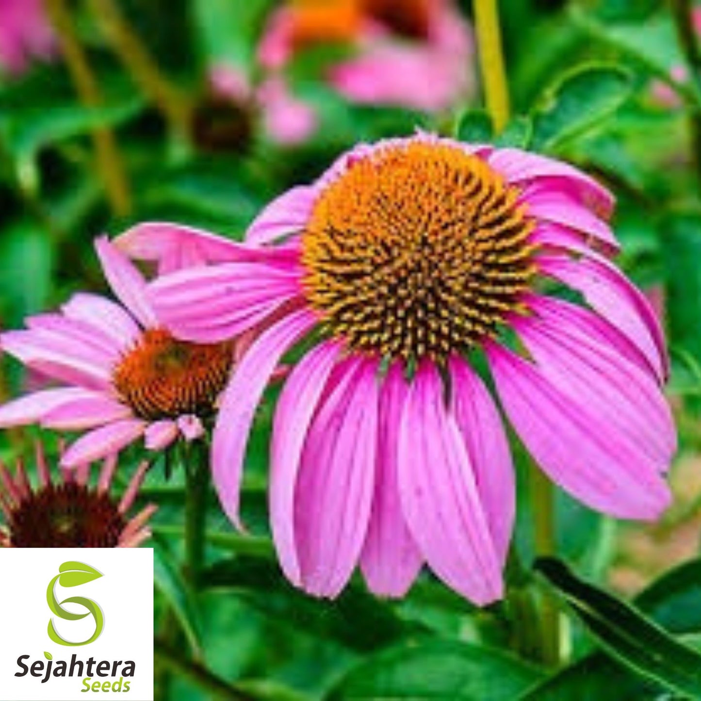 Purple Coneflower Seeds - 200+ Echinacea Heirloom - Perennial Wildflower