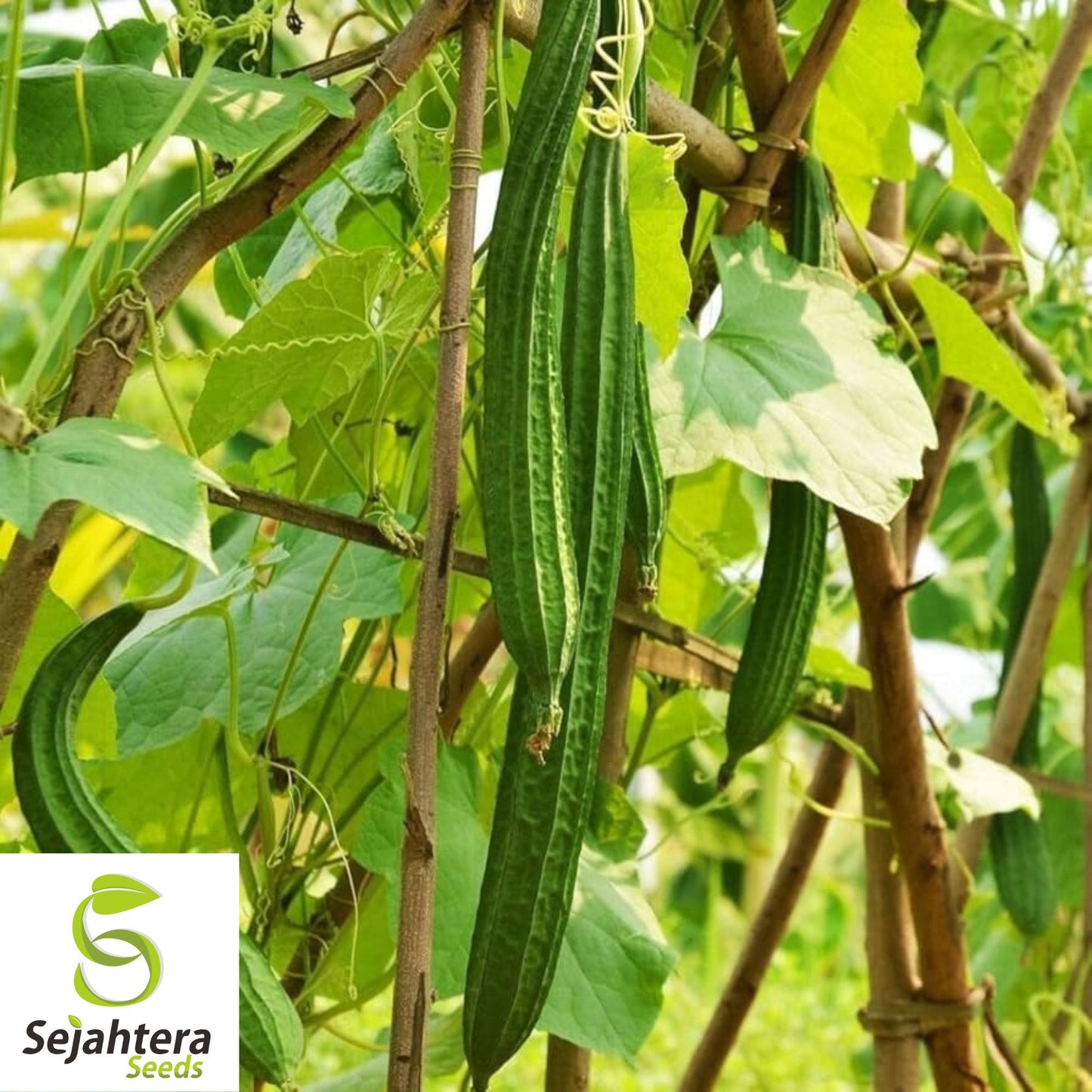10 Luffa Gourd Seeds - Heirloom, Non-GMO, Grow Natural Sponges & Vegetables