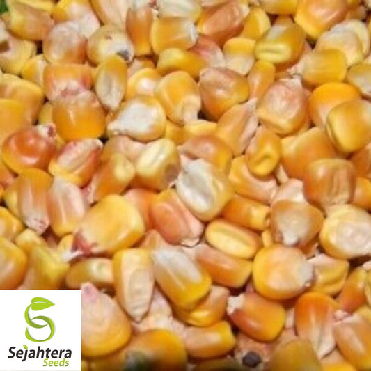 Trucker's Favorite Yellow Corn Seeds 25 Ct | Heirloom NON-GMO Vegetable USA